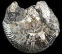 Wide Kosmoceras Ammonite - England #42642-1